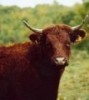 Le boeuf, le veau de lait, le porc et les fromages de vache : Fabienne à Thorenc